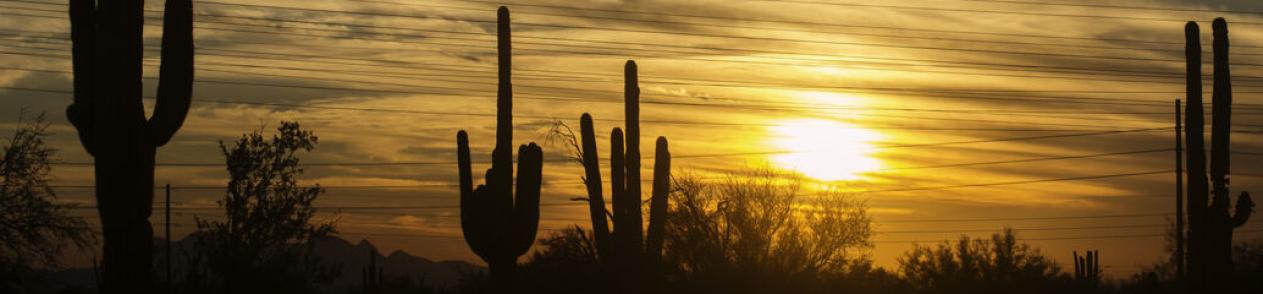 Silhouettes of saguaros at sunset